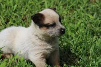 Red Female #1, a female Australian Cattle Dog for sale in Mount Vernon, MO – 2 of 7