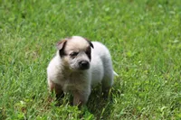 Red Male #3, a male Australian Cattle Dog for sale in Mount Vernon, MO – 5 of 9