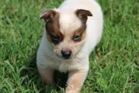 Red Female #5, a female Australian Cattle Dog for sale in Mount Vernon, MO – 4 of 8