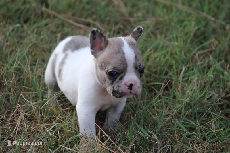 Blue Merle Piebald  – French Bulldog puppy for sale in Mount Vernon, MO