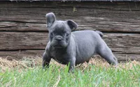Tiny Tot, a male French Bulldog for sale in Mount Vernon, MO – 6 of 7