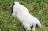 Red Female #1, a female Australian Cattle Dog for sale in Mount Vernon, MO – 4 of 8