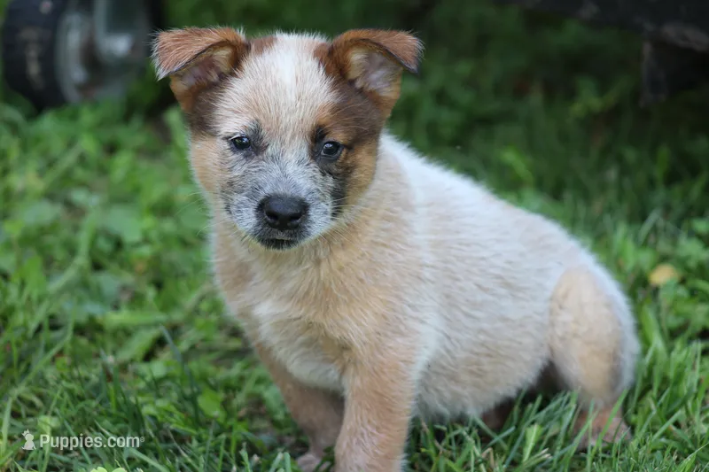 Red Male #3 – Australian Cattle Dog puppy for sale in Mount Vernon, MO