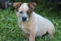 Red Male #3, a male Australian Cattle Dog for sale in Mount Vernon, MO – 1 of 8