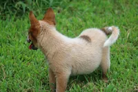 Red Female #2, a female Australian Cattle Dog for sale in Mount Vernon, MO – 6 of 9
