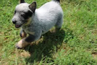 Blue Male , a male Australian Cattle Dog for sale in Mount Vernon, MO – 9 of 9