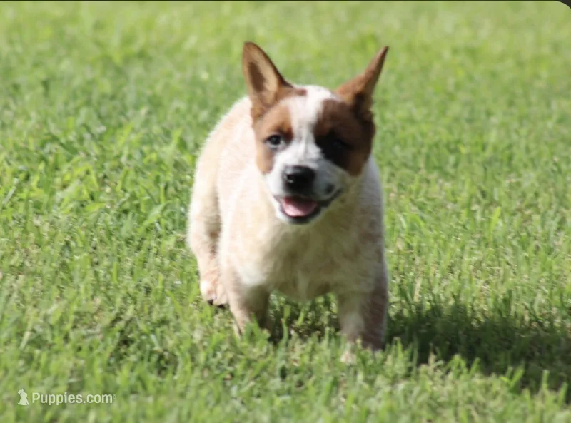 Red Female – Australian Cattle Dog puppy for sale in Mount Vernon, MO
