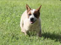 Red Female, a female Australian Cattle Dog for sale in Mount Vernon, MO – 1 of 3