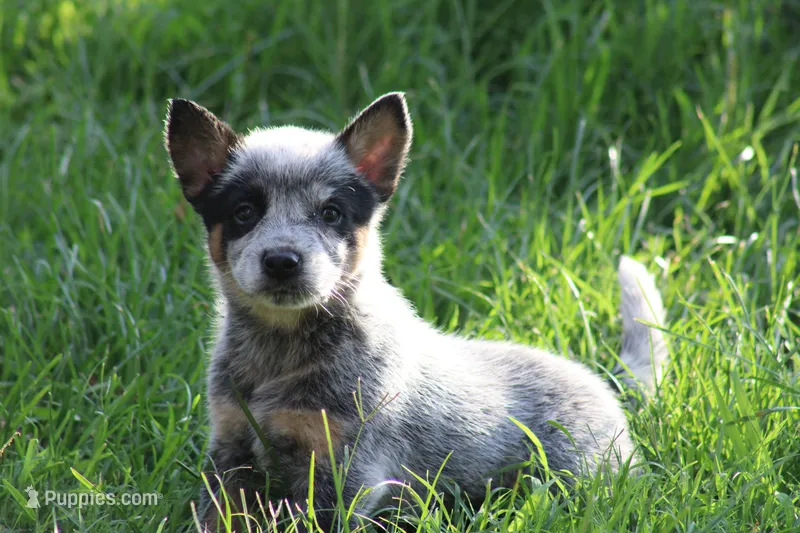 Blue Male  – Australian Cattle Dog puppy for sale in Mount Vernon, MO