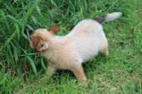 Red Female #3, a female Australian Cattle Dog for sale in Mount Vernon, MO – 6 of 10