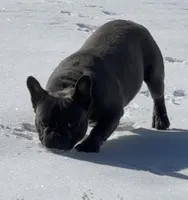 Gunner, a male French Bulldog for sale in Mount Vernon, MO – Photo 2 of 5
