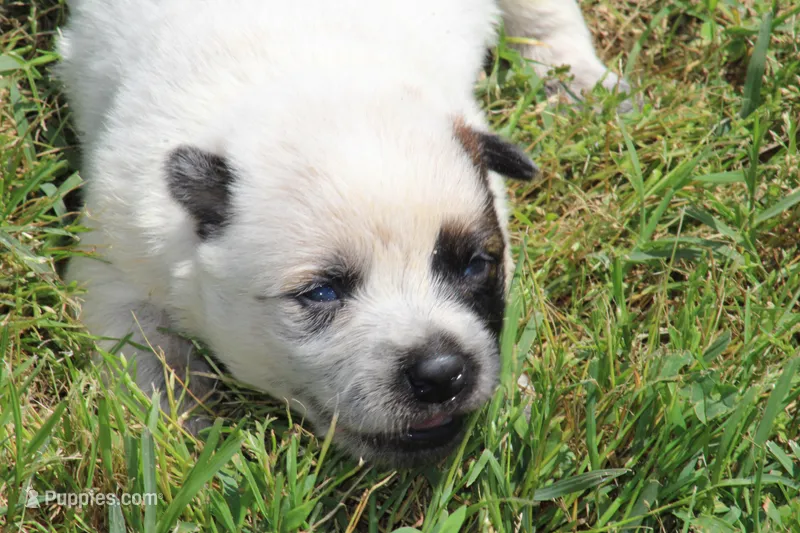 Red Female #3 – Australian Cattle Dog puppy for sale in Mount Vernon, MO