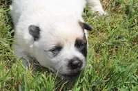 Red Female #3, a female Australian Cattle Dog for sale in Mount Vernon, MO – 1 of 10