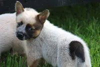 Red Female #3, a female Australian Cattle Dog for sale in Mount Vernon, MO – 4 of 10