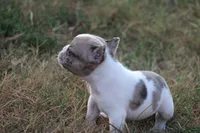 Blue Merle Piebald , a male French Bulldog for sale in Mount Vernon, MO – 9 of 10