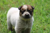 Red Male #1, a male Australian Cattle Dog for sale in Mount Vernon, MO – 1 of 9