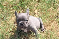 Blue Boy, a male French Bulldog for sale in Mount Vernon, MO – 6 of 6