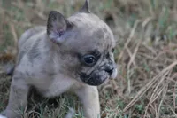 Merle Boy, a male French Bulldog for sale in Mount Vernon, MO – 2 of 7