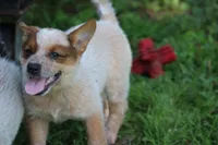Red Female #5, a female Australian Cattle Dog for sale in Mount Vernon, MO – 7 of 9