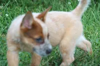 Red Female #4, a female Australian Cattle Dog for sale in Mount Vernon, MO – 9 of 10