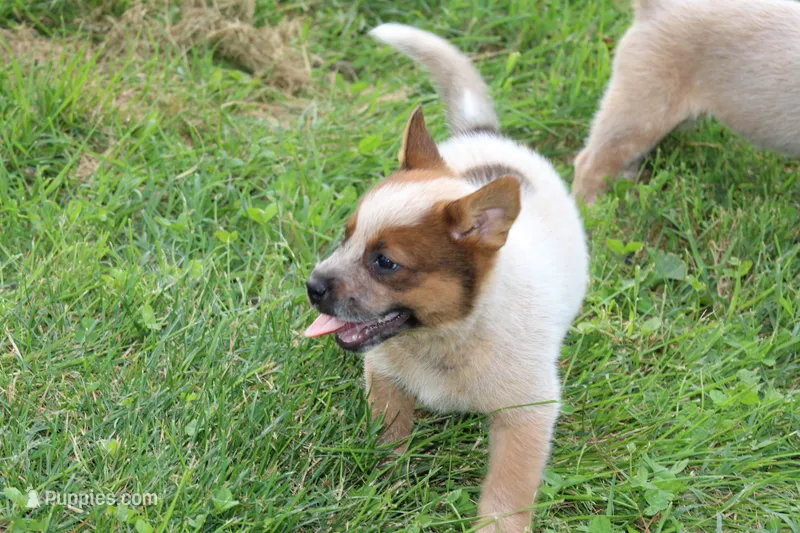 Red Female #2 – Australian Cattle Dog puppy for sale in Mount Vernon, MO