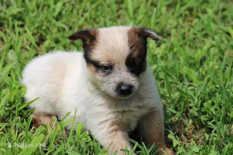Red Female #1 – Australian Cattle Dog puppy for sale in Mount Vernon, MO