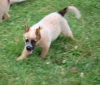 Red Female #3, a female Australian Cattle Dog for sale in Mount Vernon, MO – 5 of 10