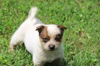Red Female #5, a female Australian Cattle Dog for sale in Mount Vernon, MO – 5 of 8