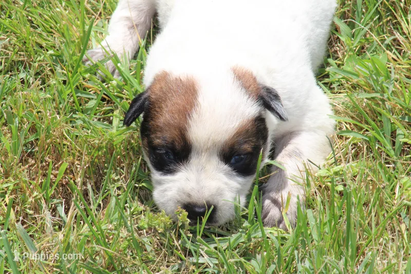 Red Female #4 – Australian Cattle Dog puppy for sale in Mount Vernon, MO