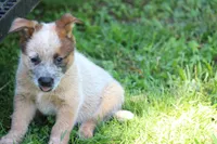 Red Male #3, a male Australian Cattle Dog for sale in Mount Vernon, MO – 3 of 8