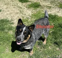 Red Female #1, a female Australian Cattle Dog for sale in Mount Vernon, MO – 7 of 8