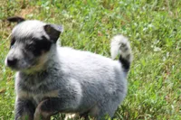 Blue Male , a male Australian Cattle Dog for sale in Mount Vernon, MO – 7 of 9