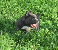 Blue Girl, a female French Bulldog for sale in Mount Vernon, MO – 4 of 5