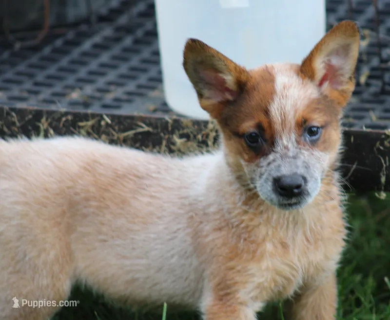 Red Female #4 – Australian Cattle Dog puppy for sale in Mount Vernon, MO