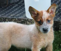 Red Female #4, a female Australian Cattle Dog for sale in Mount Vernon, MO – 1 of 10