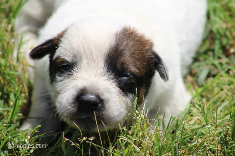 Red Female #1 – Australian Cattle Dog puppy for sale in Mount Vernon, MO