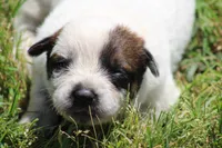 Red Female #1, a female Australian Cattle Dog for sale in Mount Vernon, MO – 1 of 8