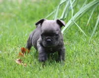 Tiny Blue Female , a female French Bulldog for sale in Mount Vernon, MO – 2 of 6