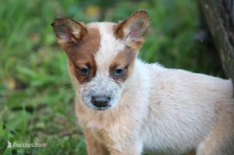 Red Female #4 – Australian Cattle Dog puppy for sale in Mount Vernon, MO