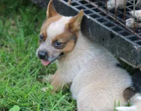 Red Female #2, a female Australian Cattle Dog for sale in Mount Vernon, MO – 3 of 7
