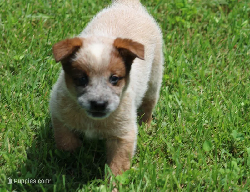 Stocky Red Male  – Australian Cattle Dog puppy for sale in Mount Vernon, MO