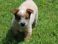 Stocky Red Male , a male Australian Cattle Dog for sale in Mount Vernon, MO – 1 of 7