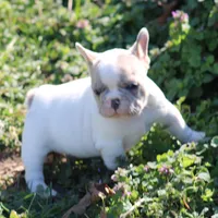 Merle Piebald 1, a male French Bulldog for sale in Mount Vernon, MO – Photo 5 of 5