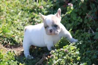 Merle Piebald 1, a male French Bulldog for sale in Mount Vernon, MO – Photo 5 of 5
