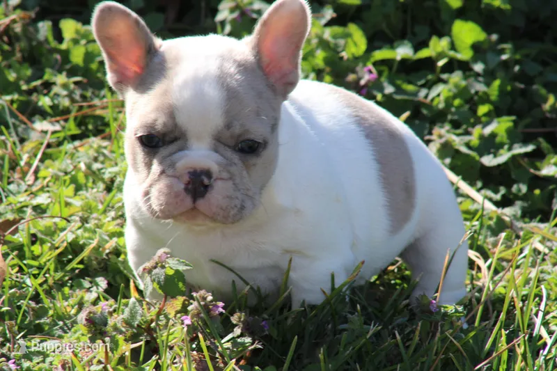 Merle Piebald 1, a male French Bulldog for sale in Mount Vernon, MO – Photo 1 of 5