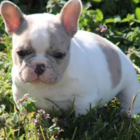 Merle Piebald 1, a male French Bulldog for sale in Mount Vernon, MO – Photo 1 of 5