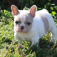 Merle Piebald 1, a male French Bulldog for sale in Mount Vernon, MO – Photo 3 of 5