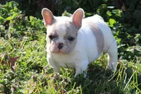 Merle Piebald 1, a male French Bulldog for sale in Mount Vernon, MO – Photo 3 of 5
