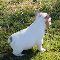 Merle Piebald 1, a male French Bulldog for sale in Mount Vernon, MO – Photo 4 of 5