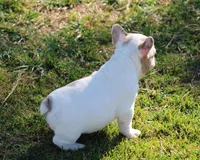 Merle Piebald 1, a male French Bulldog for sale in Mount Vernon, MO – Photo 4 of 5